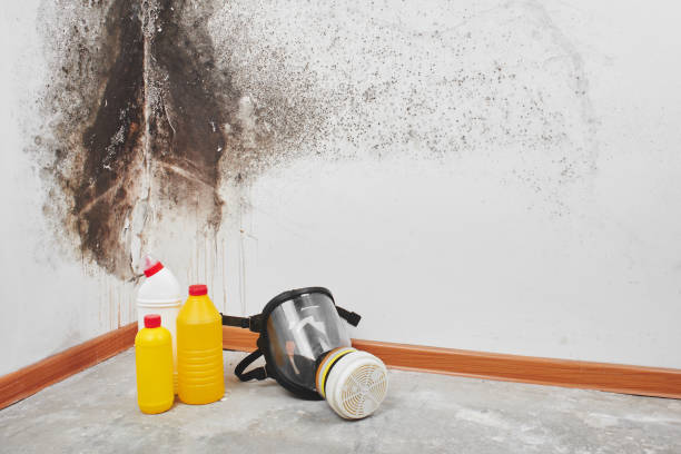 Best Mold Remediation  in Lakeland, GA