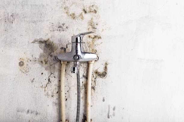 Best Fast Mold Removal  in Lakeland, GA
