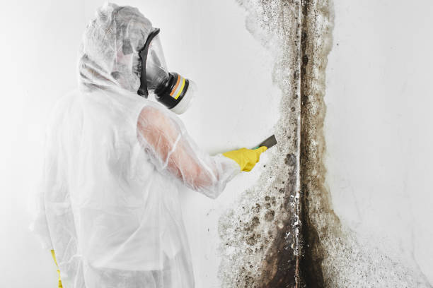 Best Local Mold Removal Service  in Lakeland, GA