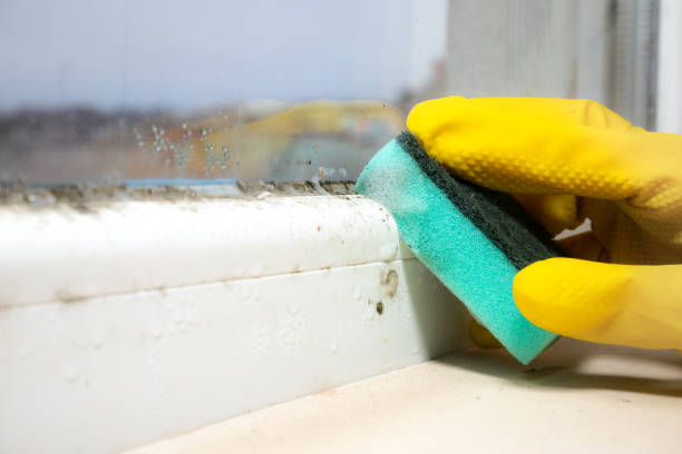 Best Affordable Mold Removal  in Lakeland, GA