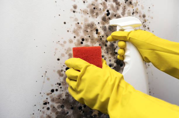 Trusted Lakeland, GA Mold Removal Experts