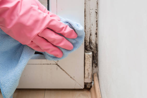 Best Mold Removal Near Me  in Lakeland, GA