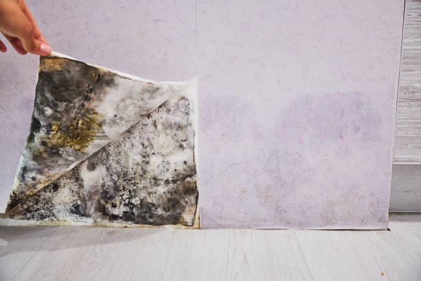 Best Mold Testing  in Lakeland, GA